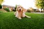 Synthetic Grass For Dogs Encinitas, Artificial Lawn Dog Run Installation