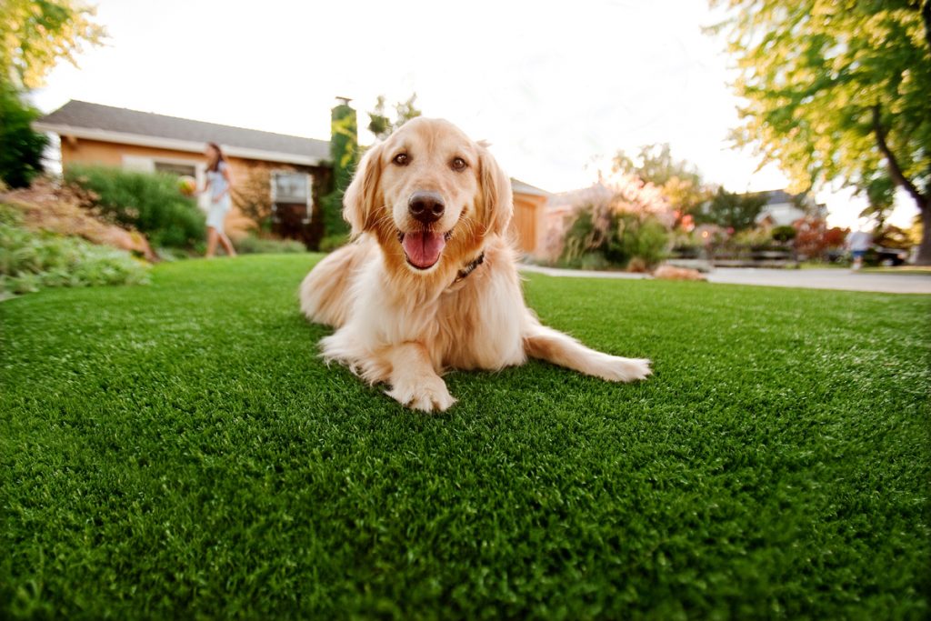 Synthetic Grass For Dogs Encinitas,
