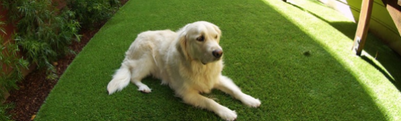 ▷7 Tips To Install Artificial Turf For A Dog Run Encinitas
