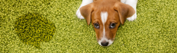 ▷5 Tips To Clean Dog Poop On Artificial Grass Encinitas