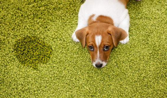 5 Tips To Clean Dog Poop On Artificial Grass Encinitas