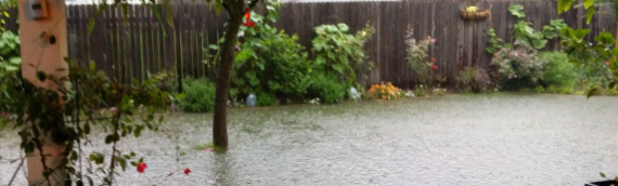 ▷7 Tips To Restore Your Garden After Flood In Encinitas